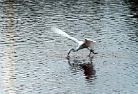 PIM PortforlioScenes 011  Photo is property of PhotosinMotion.net - Any use requires the permission of PhotosinMotion.net. : LOCAL, ANIMAL, WATER, df_sent_Full_1